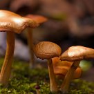 Mushrooms